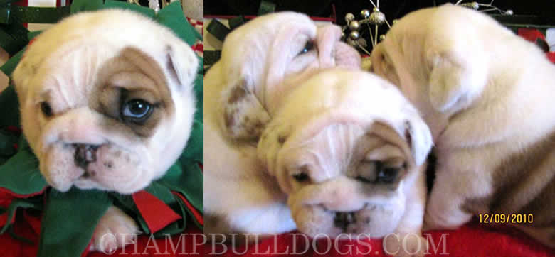 bulldog puppies